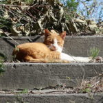 学術・研究：部落探訪(161)  三重県桑名市下深谷部“第四区”