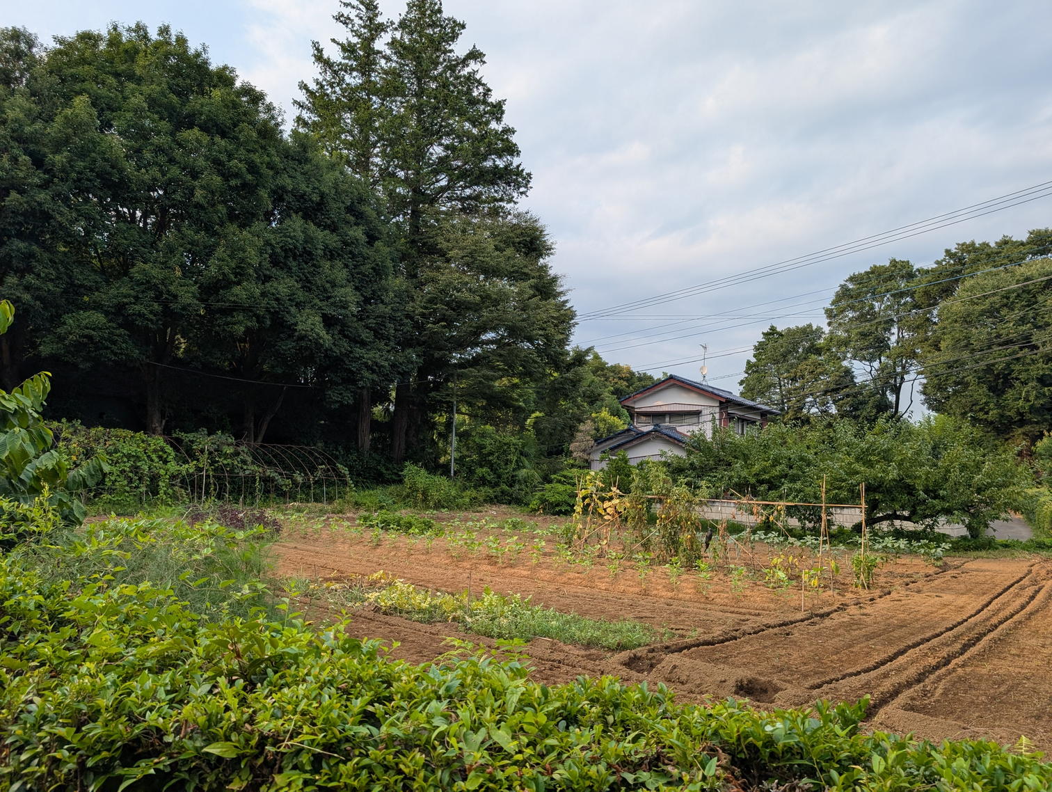 畑と家並み。