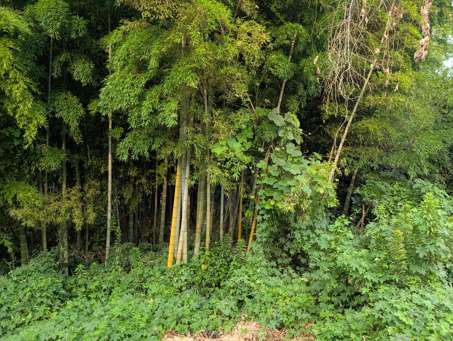 竹藪。