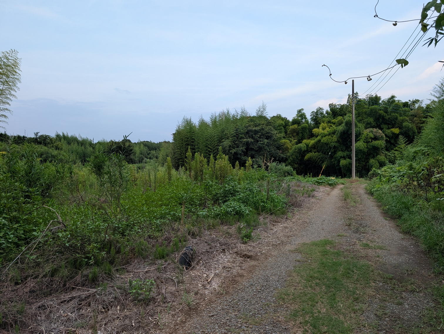 夕方の畑の道。