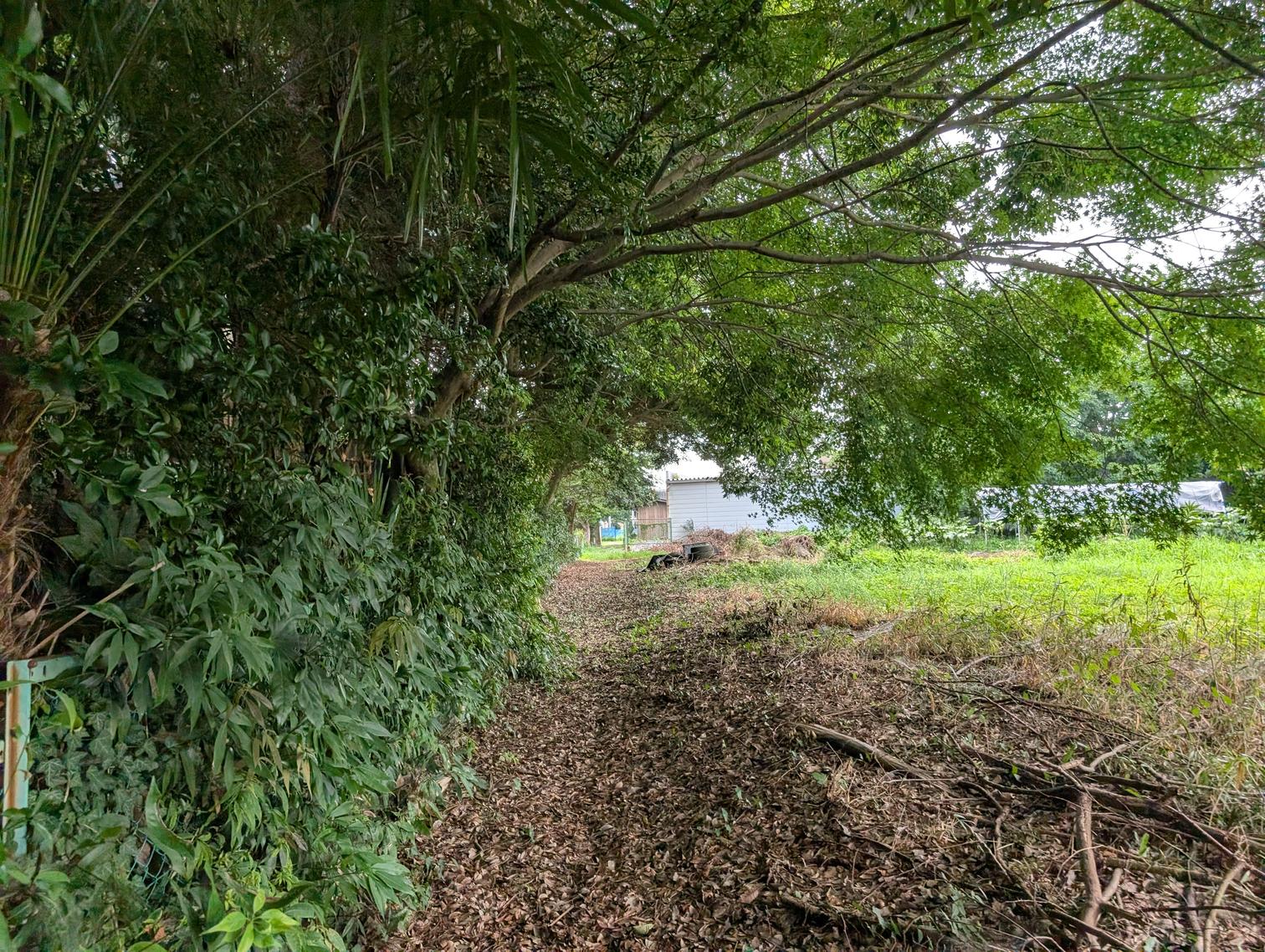 木立の中の道。