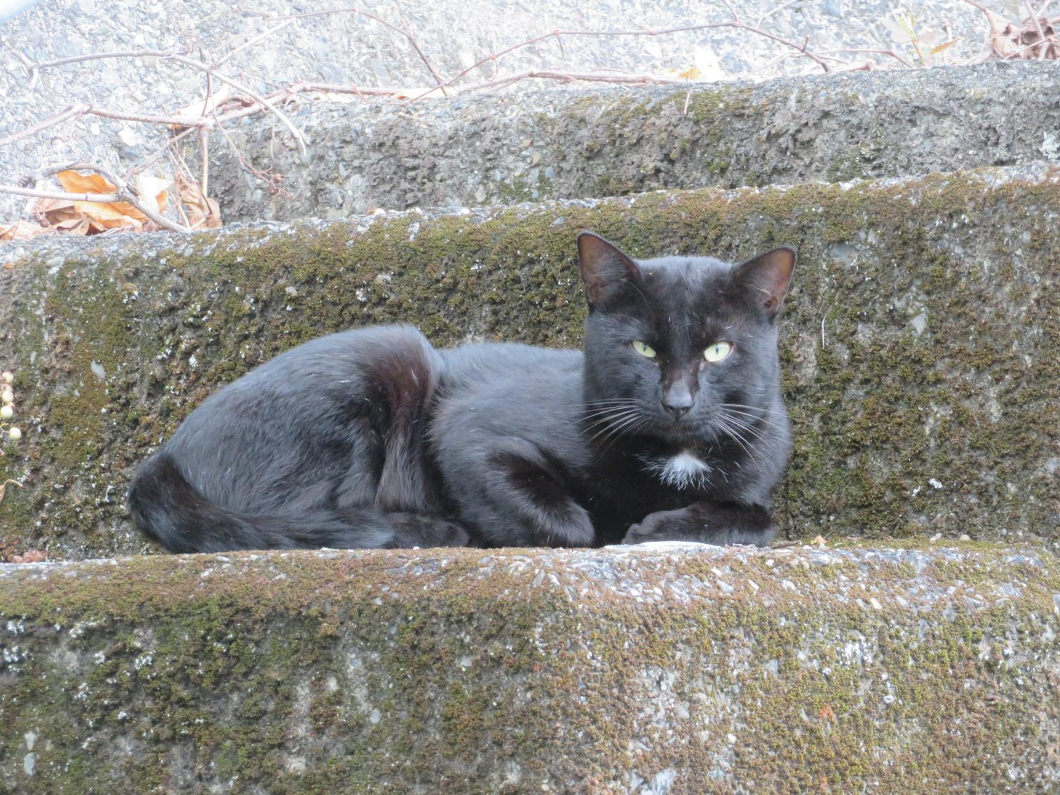 石段の猫。